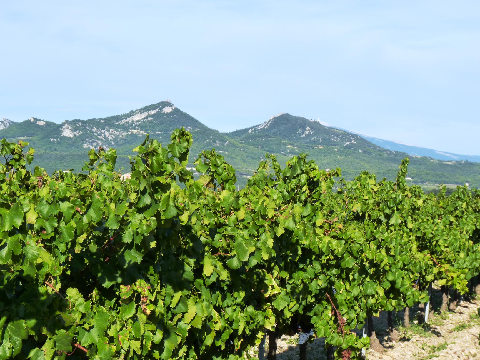 Notre vignoble au soleil de Provence