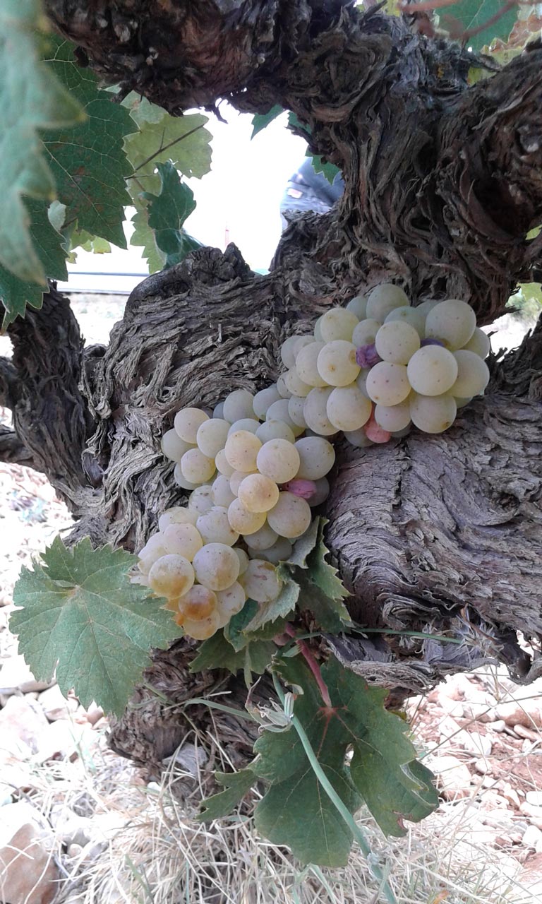 Vendanges raisins blancs au domaine Roman